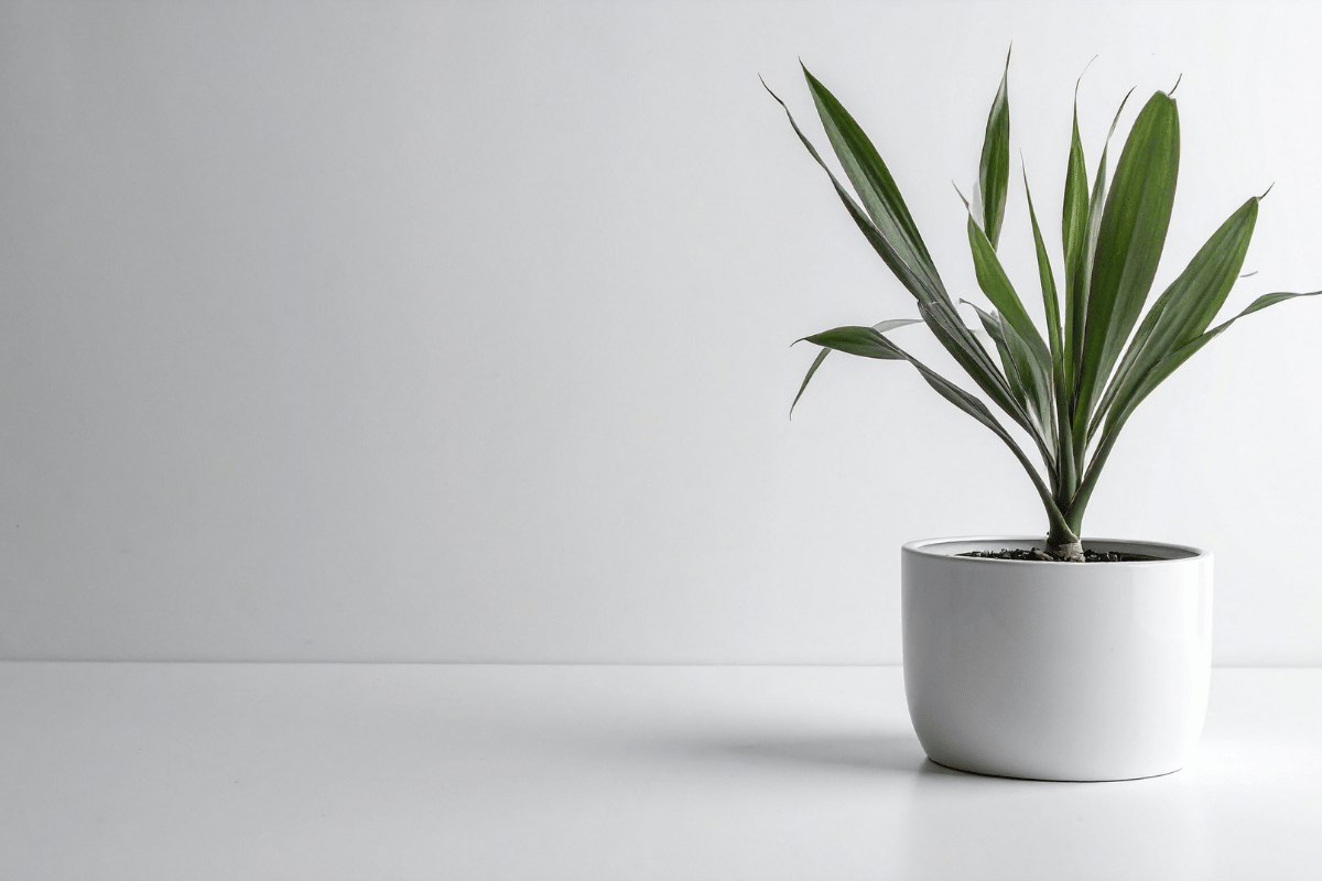 Dracaena fragrans.png